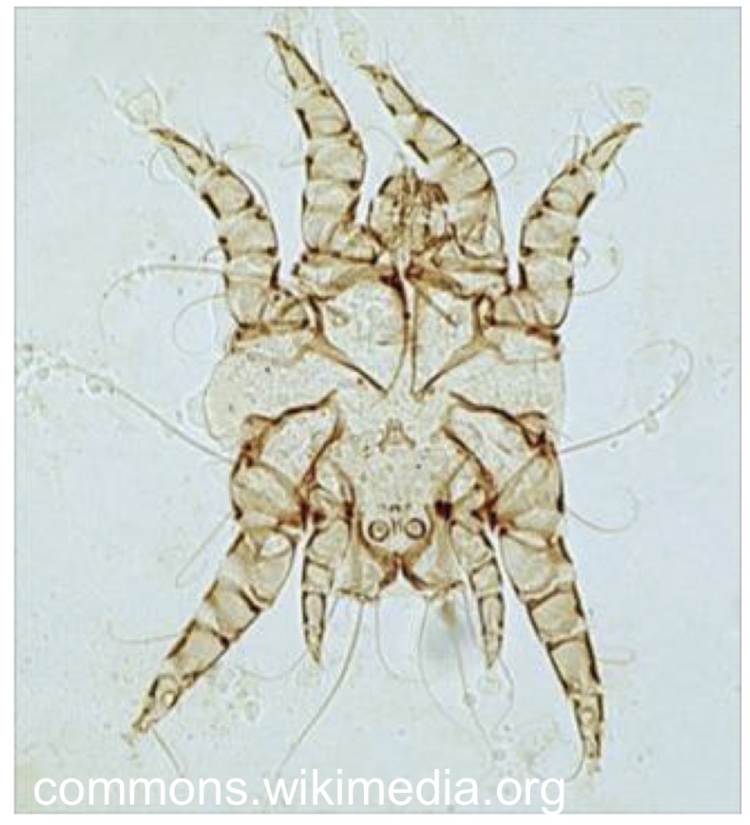 <p>What is this species of medical and veterinary importance </p>