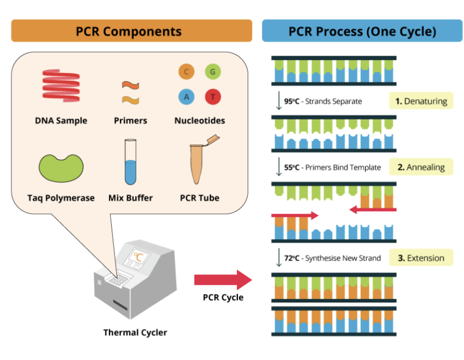 <p>What is PCR?</p>