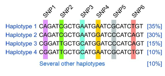 <ul><li><p>particular combination of DNA variants in a region of chromosome</p></li><li><p>usually containing many linked SNPs</p></li><li><p>frequency of haplotypes varies in different human populations, reflecting different more recent common ancestors</p></li></ul><p></p>