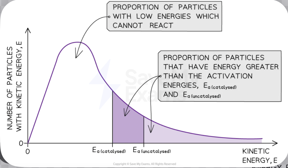 <p>A catalyst does not change the Maxwell–Boltzmann distribution curve at all — the shape and position of the curve remain exactly the same because the temperature has not changed and the particles' energies are unaffected. What changes is the position of the activation energy line — the catalyst lowers Ea, so the Ea line shifts to the left on the energy axis. This means a greater proportion of particles (larger area under the curve to the right of the new, lower Ea) now have sufficient energy to react, so the rate increases. </p>