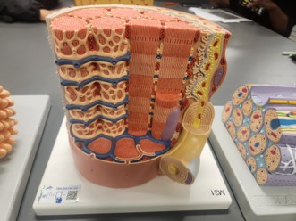 <p>What is the name and is it voluntary?</p>
