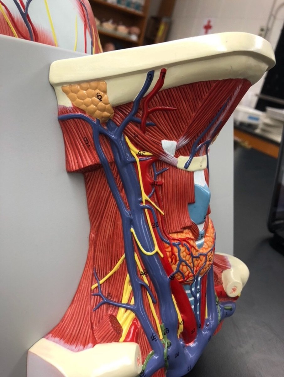 <p>Action of stylohyoid muscle 4</p>