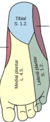 <p>What terminal branch supplies sensory information to this part of the foot (in green)?</p>