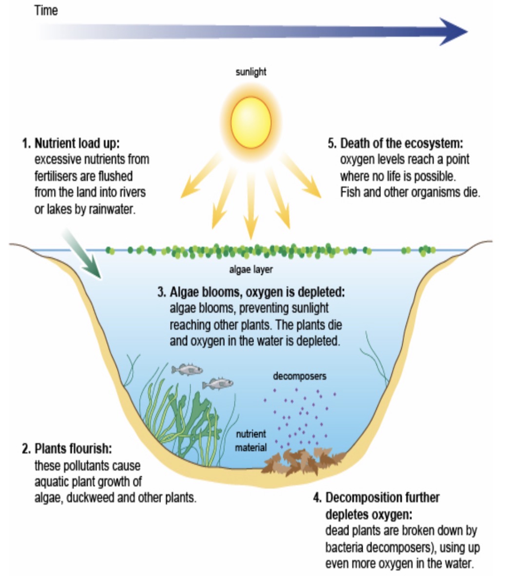 <p><span><span>Gradual & long term nutrient enrichment of waterway</span></span></p><p><span><span>Sequence of events</span></span></p><p><span><span>Excess nitrates / phosphates taken up by algae that use it for protein formation & growth algae number s increase rapidly (algal bloom) – that cover the surface which prevents light penetrating through water - aquatic plants deeper down will not be able to photosynthesize (shading effect)</span></span></p><p><span><span>algae use up the excess ions</span></span></p><p><span><span>aquatic plants & algae die then decomposed by saprophytic / saprobiotic bacteria in water</span></span></p><p><span><span>bacteria respire & use up oxygen in water</span></span></p><p><span><span>aquatic animals (fish, invertebrates) die due to suffocation (can’t respire aerobically)</span></span></p><p><span><span>reduction in biodiversity in water</span></span></p>