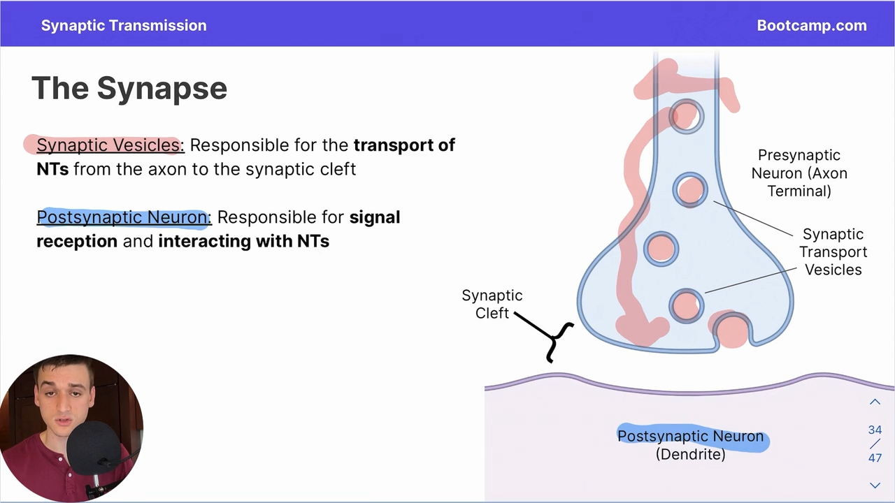 <p>Responsible for the transport of NTs from the axon to the synaptic cleft </p>