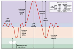 <p>the amount of air that cannot be forcefully exhaled from the lungs</p>