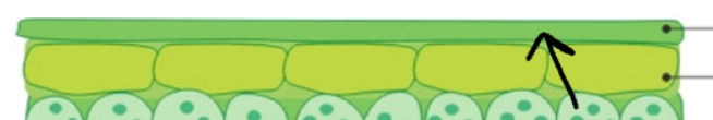 <p>what is it called and what is it for?</p>