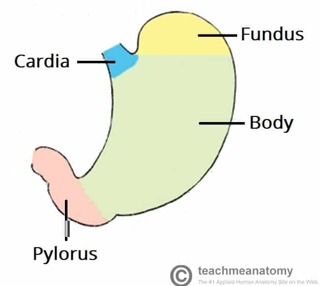 <p>cardia, fundus, body, and pylorus</p>