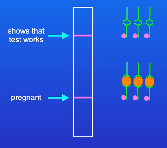 <p>-urine is applied to pregnancy test strip</p><p>-the test strip contains monoclonal antibodies attached to coloured beads</p><p>-the monoclonal antibodies are specific to hCG</p><p>-hCG binds to mobile monoclonal antibodies to form an hCG antibody complex</p><p>-urine carries hCG antibody complex up the strip to a window</p><p>-the window contains immobilised monoclonal antibodies that binds to hCG antibody complex</p><p>-this creates a coloured line, indicating pregnancy</p><p>-a second layer of immobilised antibodies bind to any remaining mobile antibodies with or without hCG→ this forms a second line to show that the test is working correctly. (Control line)</p>
