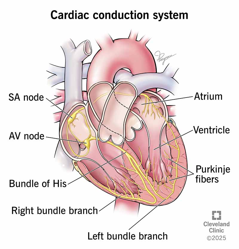 <ul><li><p><span style="background-color: transparent;">group of specialized myocardial conductile cells that transmit the impulse from the <u>AV</u> node <u>through</u> the <u>interventricular septum</u>; form the left and right atrioventricular bundle branches</span></p></li><li><p><span style="background-color: transparent;">“Bundle of His”</span></p></li></ul><p></p>