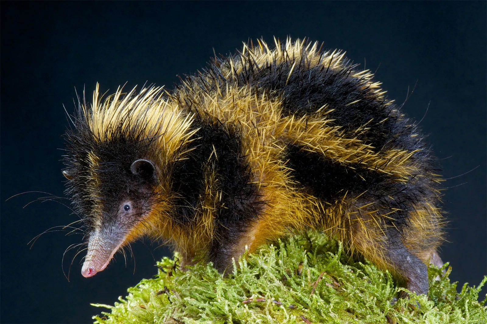 <p>Family: tenrecs and otter shrews </p>