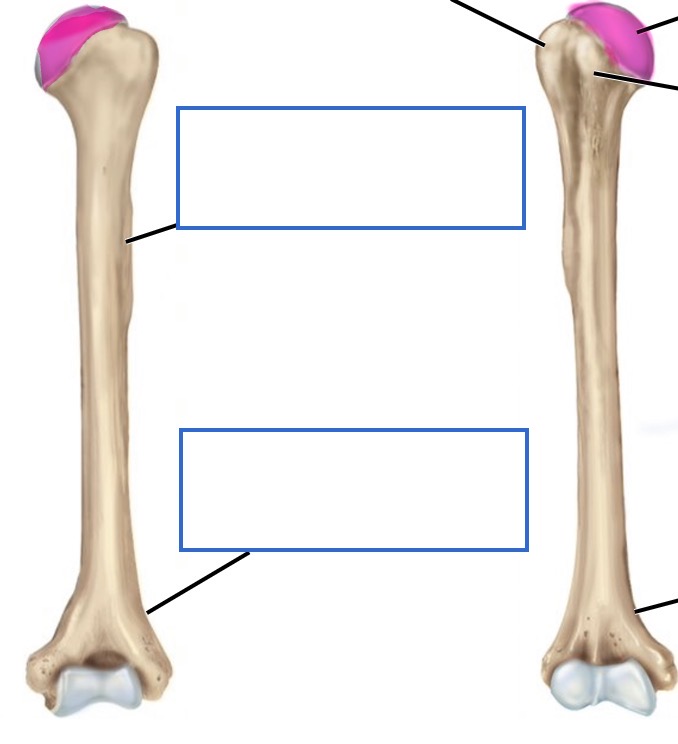 <p>posterior</p>