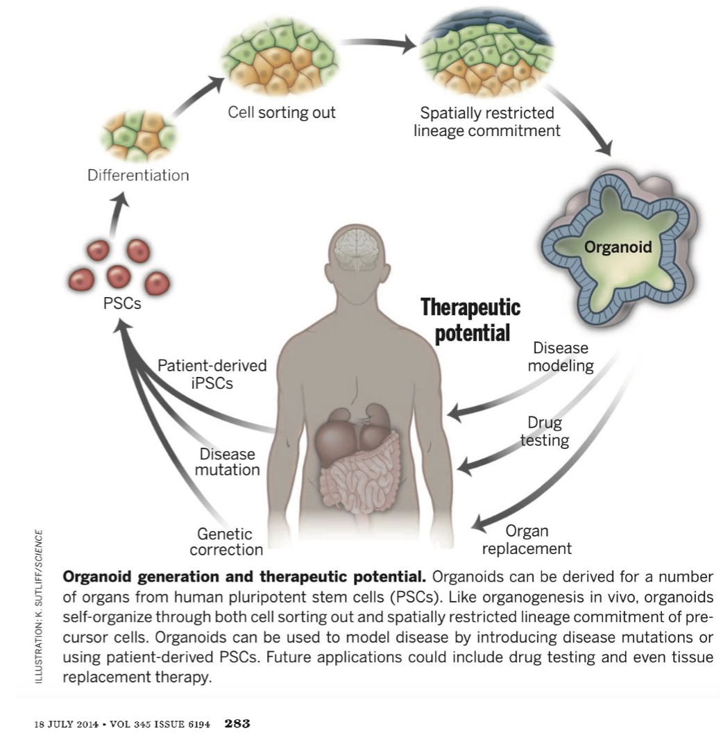 <p>from iPSCs to organoids</p>