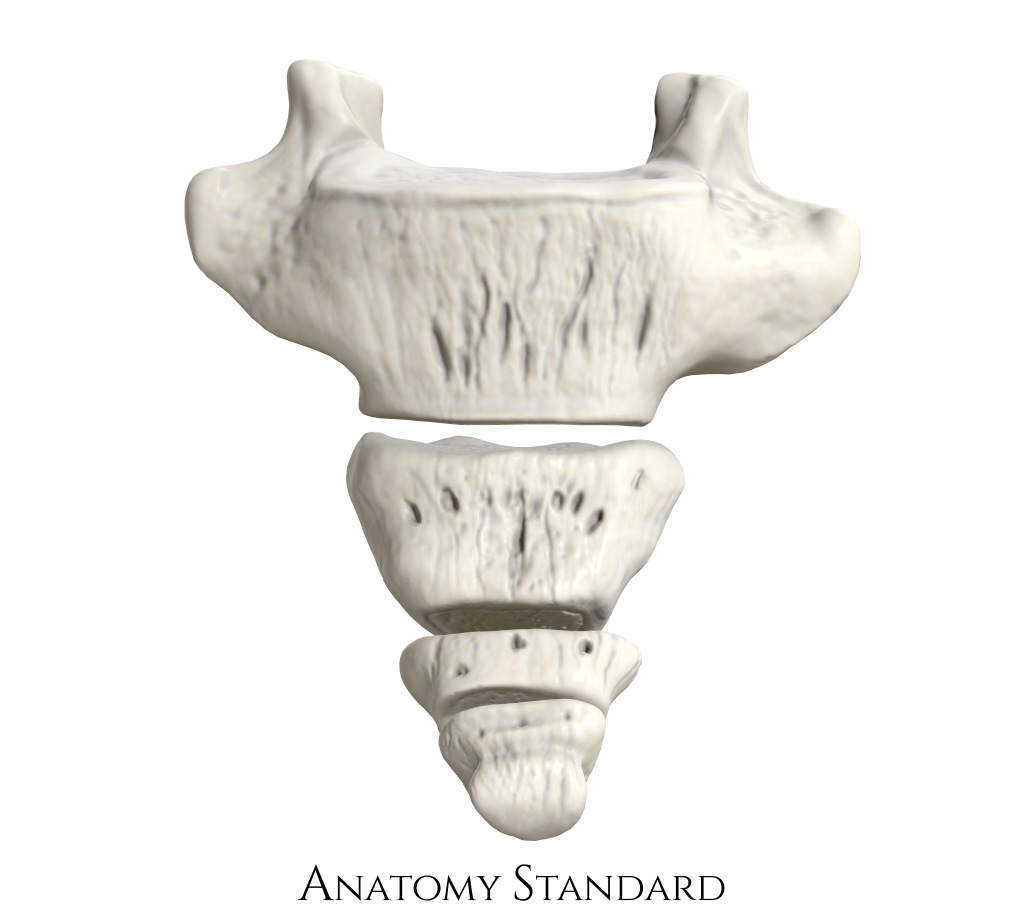 <p>name this bone</p>