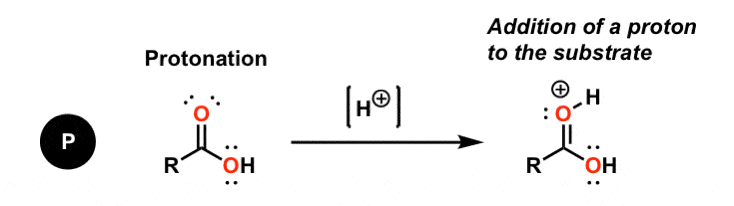 <p>pronated water/alcohols</p>