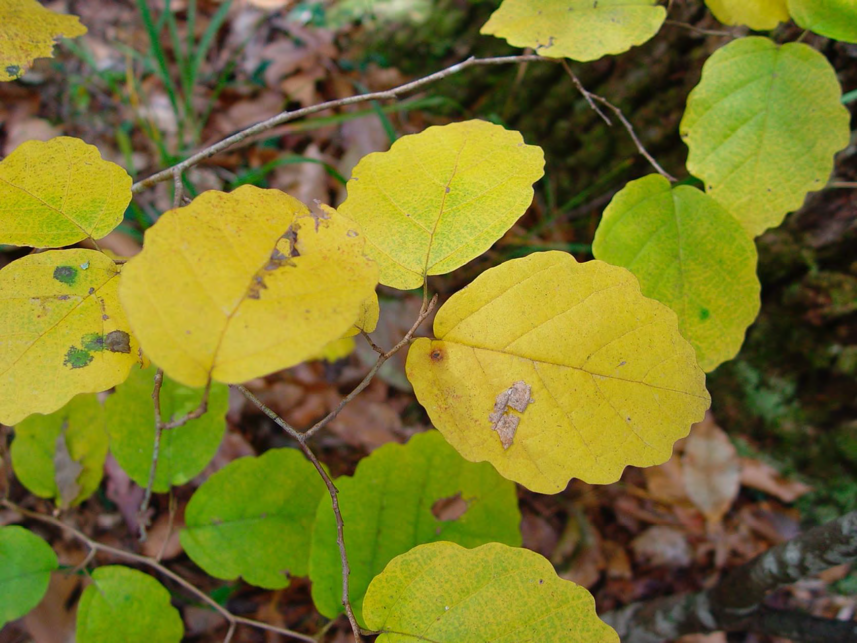 <p>•</p><p>Hamamelidaceae</p><p>•</p><p>Key Characters:</p><p>•</p><p>Undulate leaf margins</p><p>•</p><p>Yellow blooms in winter</p>