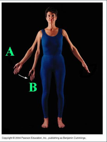 <p><span>Identify the indicated body movement from A to B.</span></p>