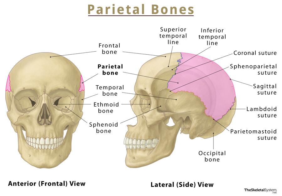 <p>There are two of them located on either sides of the head connecting at the top at the sagittal suture </p>