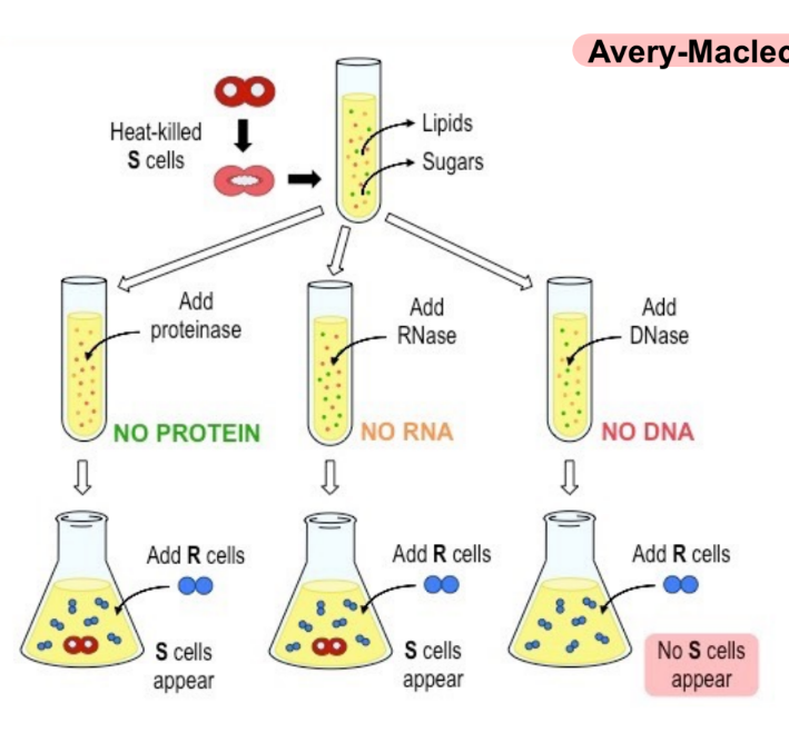 <p>review: what molecule is needed to transmit S cells → R cells in order to change the virulence of R cells</p><p>conclusion of Avery-Macleod-McCarty experiment (1)</p><p>_</p><p>what happens to R cells if you:</p><ul><li><p>break open/lyse S cells, eliminate protein w/ proteinase, add R cells to S-cell lysate that lacks protein</p></li><li><p>lyse S cells, eliminate DNA w/ DNase, add R cells to S-cell lysate that lacks DNA</p></li></ul><p></p>