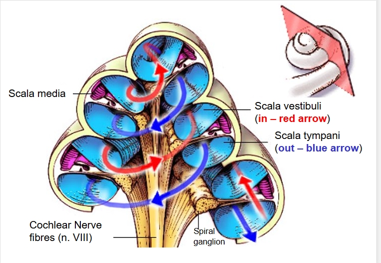 <p>scala - cavities </p><p>red = into cochlea</p><p>blue - out of cochlea </p><p>This stimulates the cochlear nerve allowing you to hear </p>