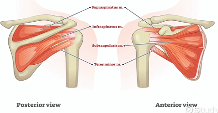 <p><span style="background-color: transparent;">Lateral border of scapula; humerus greater tubercle | Extension; adduction</span></p>