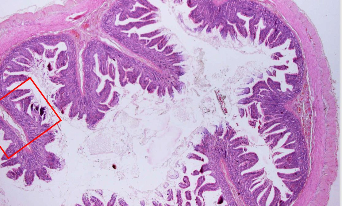 <p>preparaat en kleuring</p>