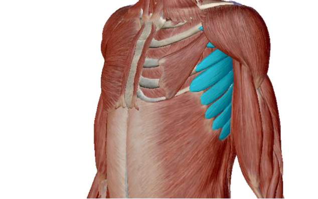 <p>what muscle is this </p>