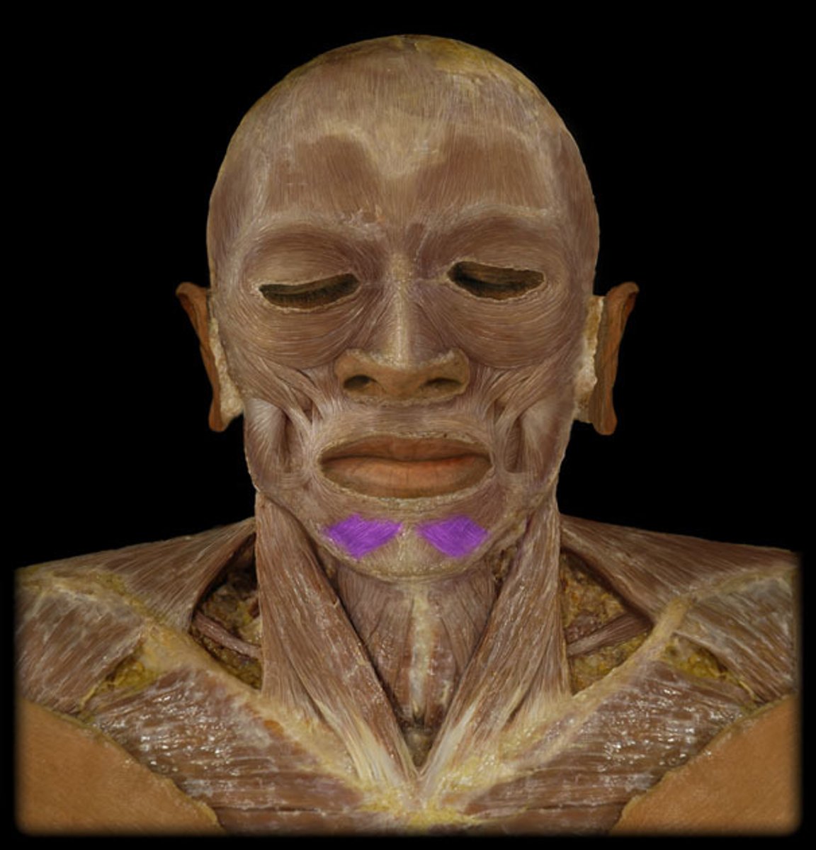 <p>Depresses lower lip.</p>