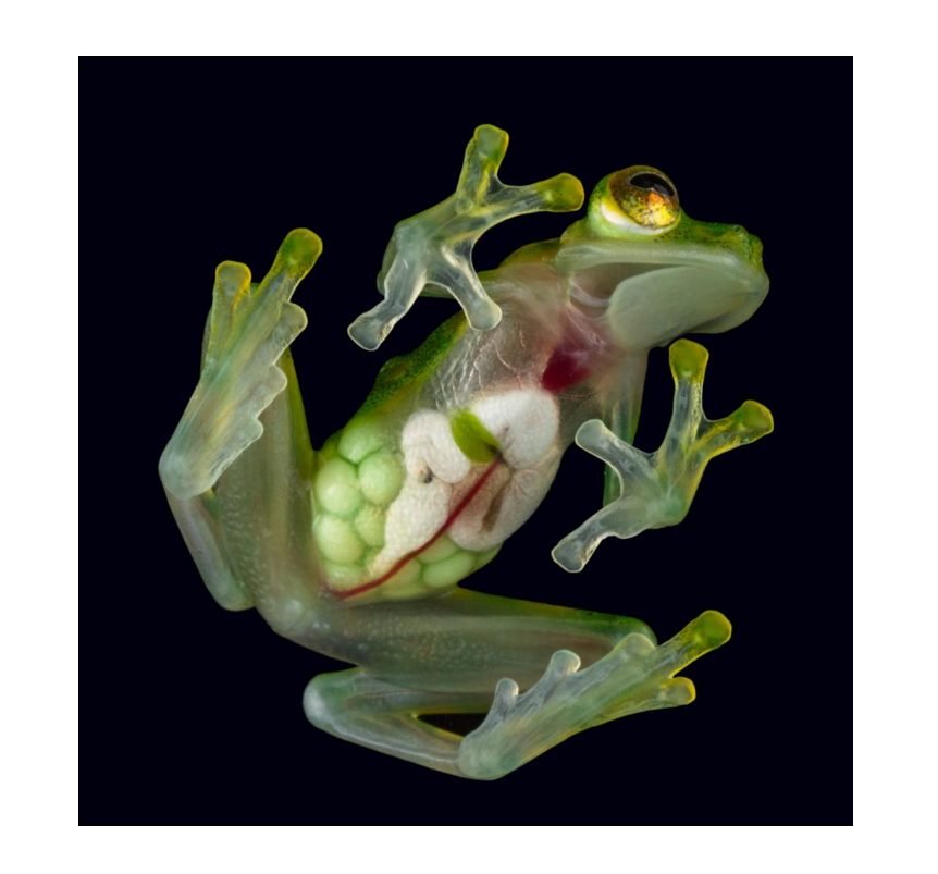<p>name this animal</p>