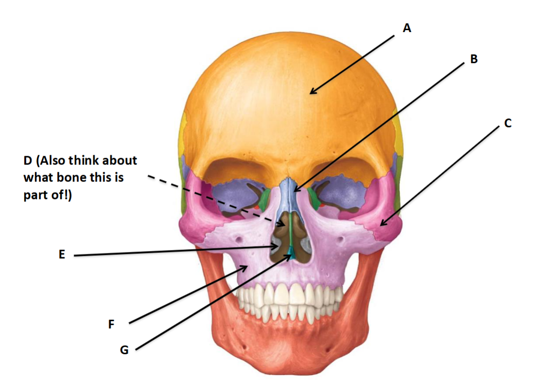 <p>G</p>