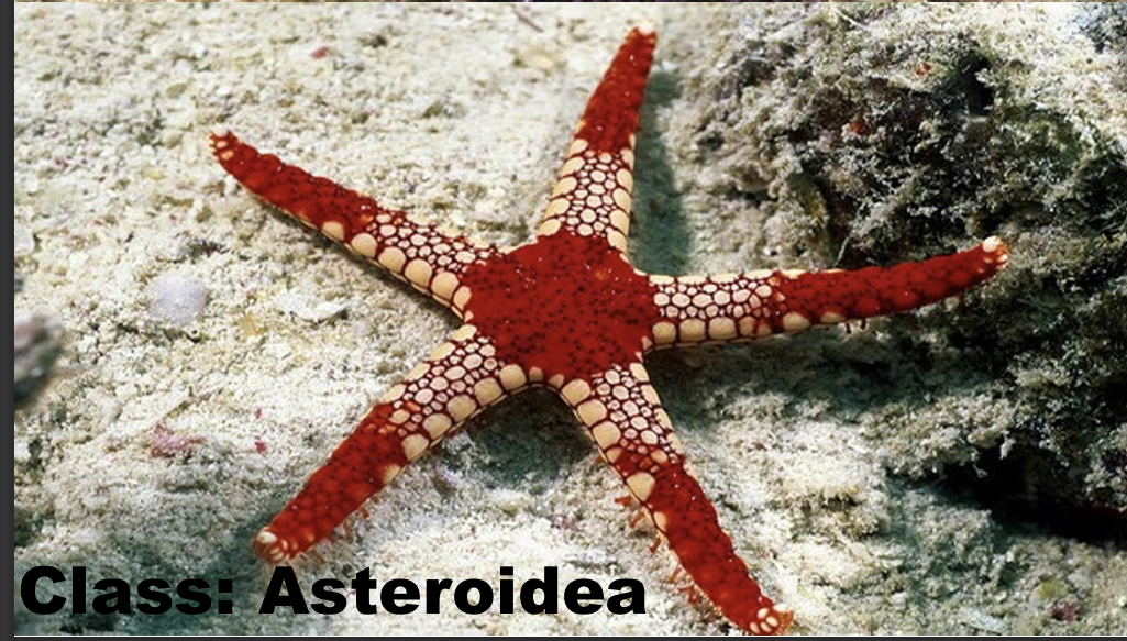 <p>What is the phylum, class, and genus of the organism? </p>