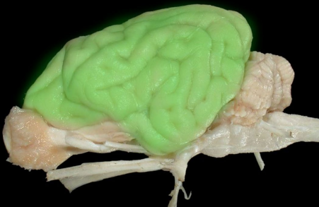 <p>• Largest and most rostral portion of the brain </p><p>• Responsible for: </p><p>• Learning and intelligence </p><p>• Receiving and interpreting sensory information </p><p>• Consciousness</p>