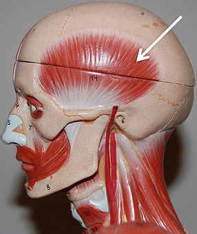 <p>Muscle, Action. Perform the action on your own body</p>