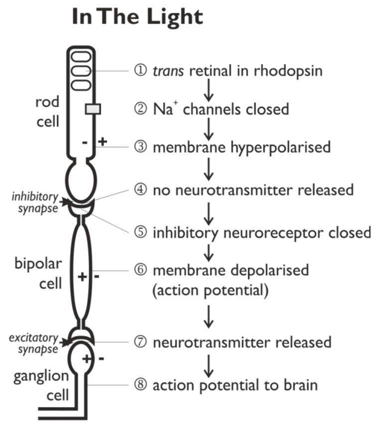 <ul><li><p>In the light, rhodopsin with trans retinal initiates a cascade of chemical reactions in the rod cell that close the Na<sup>+</sup> ion channels</p></li><li><p>Na<sup>+</sup> ions stop diffusing in, causing a hyperpolarisation (build up of Na<sup>+</sup> ions outside, so inside is negative). If enough Na<sup>+</sup> ion channels close, the hyperpolarisation reaches a threshold &amp; the inhibitory synapse is switched off</p></li><li><p>The bipolar cell now generates an action potential, which is transmitted to the ganglion cell &amp; so to the brain</p></li></ul><p></p>