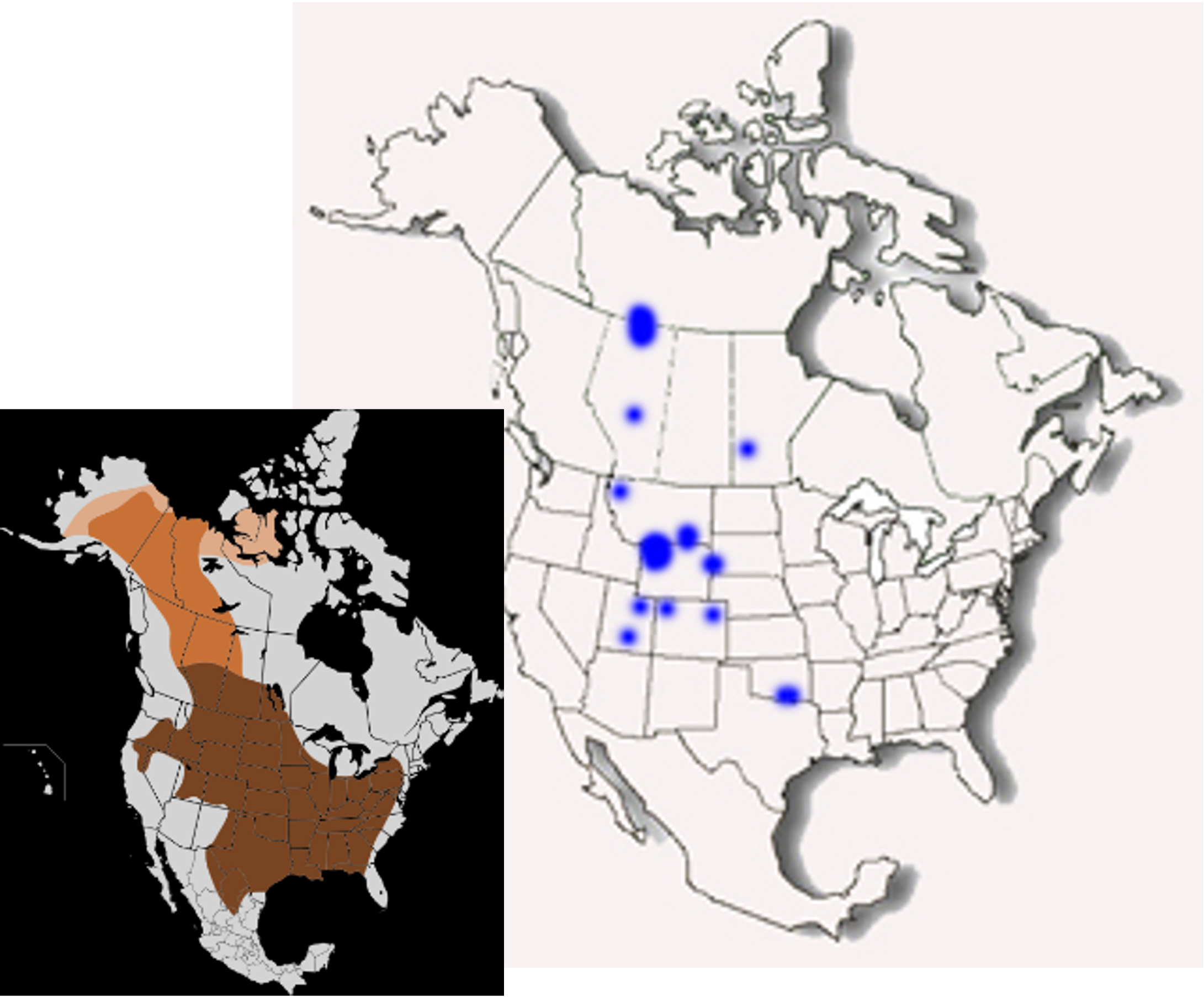 <p>American bison</p><p>separate maternal and bachelor herds, dominance hierarchy</p><p>graze</p><p>open plains</p><p>brucellosis</p>