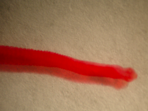 <p>What organism is this?</p>