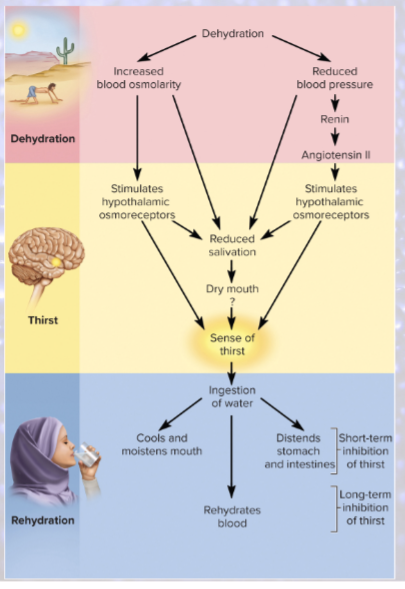 <p>absorption of water from small intestine reduces blood osmolarity</p><ul><li><p>stops osmoreceptors</p></li></ul><p></p>