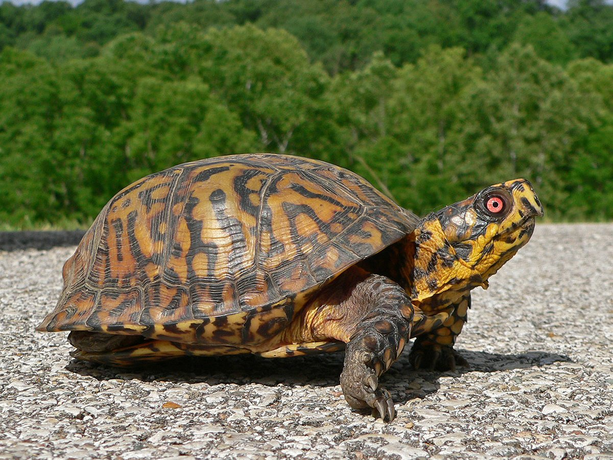 <p>Eastern Box Turtle</p>