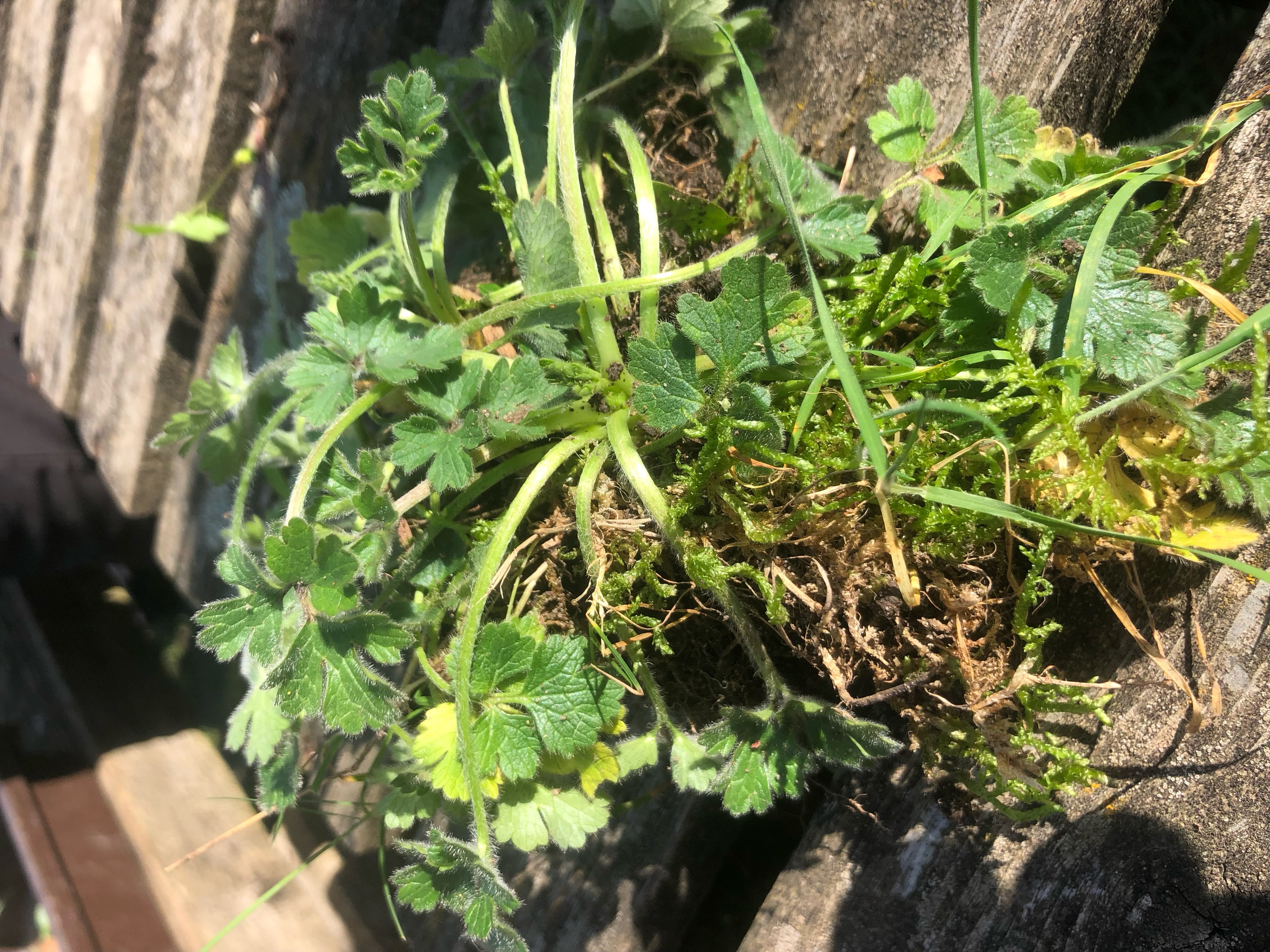 <p>Ranunculus repens hardiness </p>