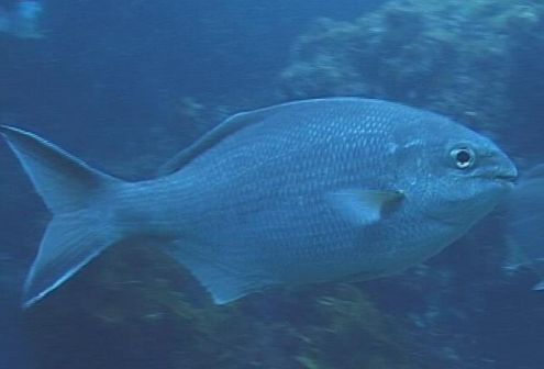 <p>FISHES (Class Actinopterygii) WESTERN BUFFALO BREAM</p>
