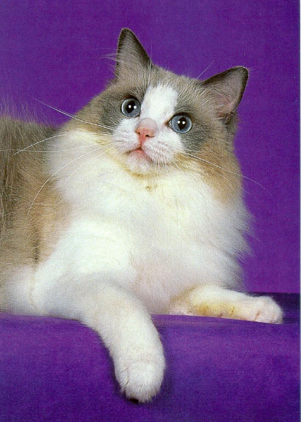 <p>A large, long-haired cat with blue eyes, color points, and a docile temperament</p>