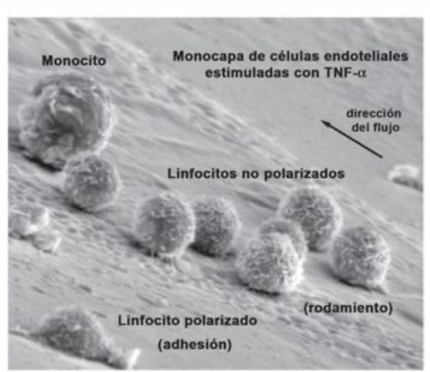 <p>Selectinas (P y E): Median la adhesión de baja afinidad. Son responsables del movimiento de rodamiento. </p><p></p><p> Integrinas (como LFA-1 y VLA-4): Median la adhesión firme.</p>