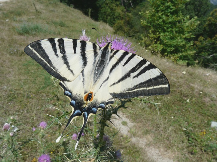 <p>rad:</p><p>druh:</p>