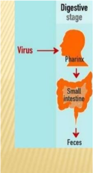 <ol><li><p><strong><u>Polio virus transmission occurs via fecal-oral route.</u></strong></p></li></ol><ul><li><p>Enters orally and infects cells of the throat and intestinal tract (<span style="color: blue;">Common areas with poor sanitation and hygiene, very stable in harsh environments/resistant to disinfection</span>)</p></li><li><p>99% people asymptomatic or show mild throat/digestive symptoms. These people shred and spread the virus for 4-6 weeks in their stool regardless of symptoms. Interferon response controls viral titers.</p></li></ul><p></p>