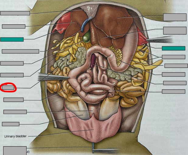 <p>What part of the organism is this?</p>