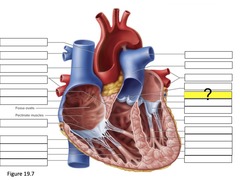 <p>receives oxygenated blood from the lungs</p>