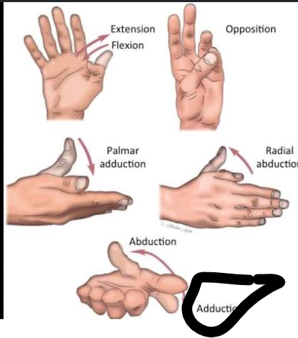 <p>Adduction of Pollex (CMC JOINT)</p>