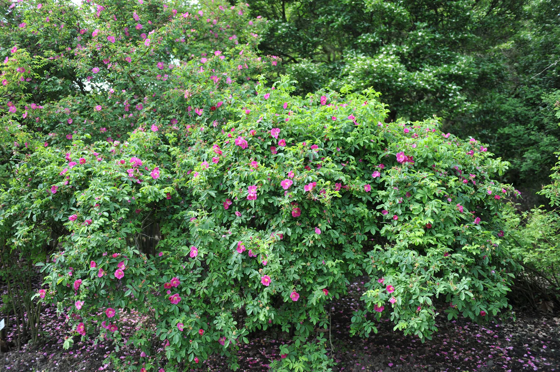 <p>California Rose / Rosa californica</p>