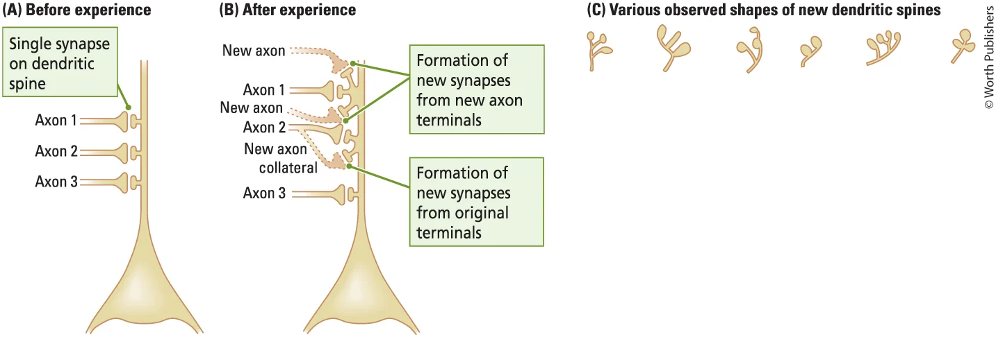 <p>Neurons change their structure in response to changing experiences</p><ul><li><p>Changes in number of dendrites can be used to infer synaptic changes (Eg. more dendrites provide more connections)</p></li></ul><p>New synapses can form between already connected neurons or between neurons that were not previously connected</p>