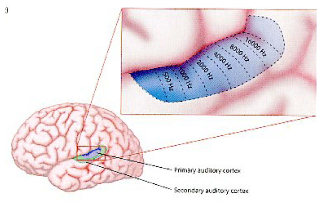 <p>the organized mapping of sound frequencies</p>